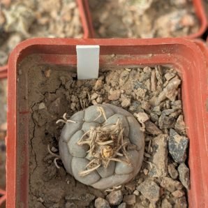 Turbinicarpus polaskii