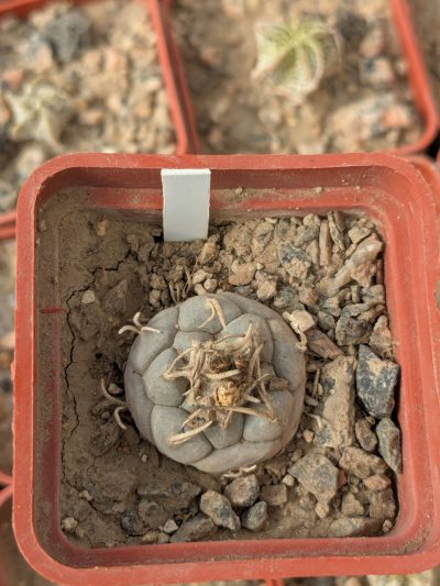 Turbinicarpus polaskii