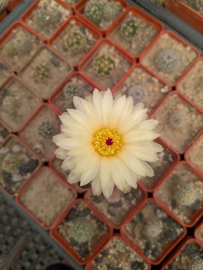Notocactus schlosseri - Зображення 2