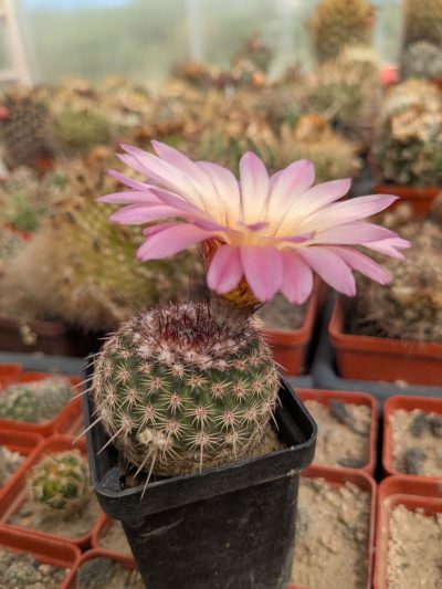 Notocactus rutilans