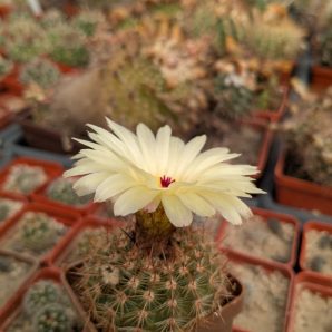 Notocactus schlosseri