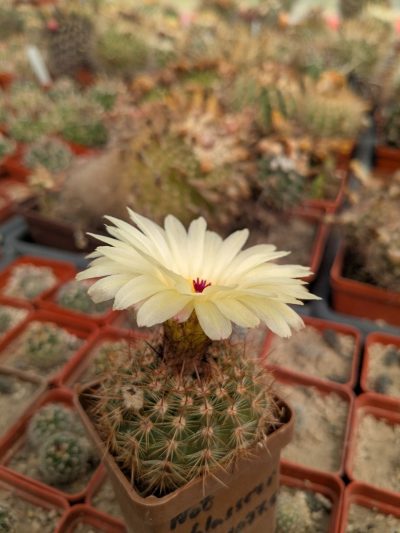Notocactus schlosseri