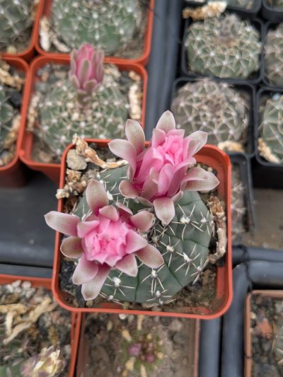 Gymnocalycium quehlianum - Зображення 2