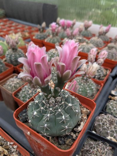 Gymnocalycium quehlianum