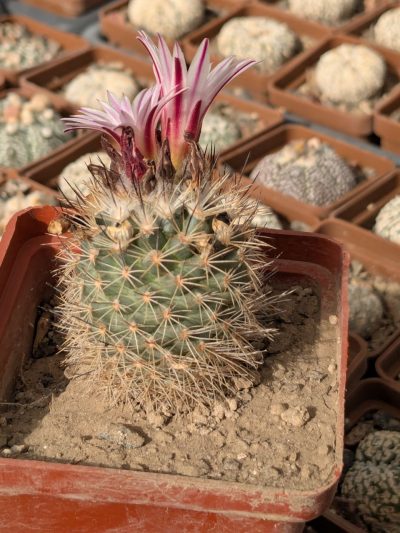 Gymnocactus saueri subs. nelisae - Зображення 2