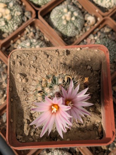 Gymnocactus saueri subs. nelisae - Зображення 3