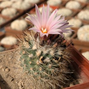 Gymnocactus saueri subs. nelisae