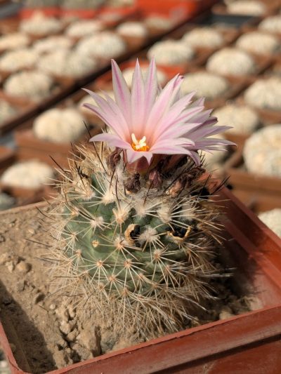 Gymnocactus saueri subs. nelisae