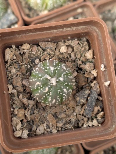 Astrophytum asterias - Зображення 2