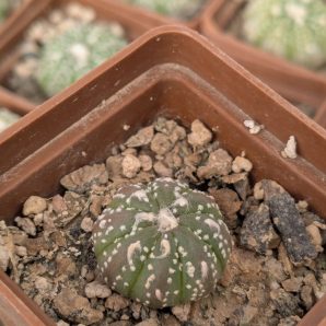 Astrophytum asterias