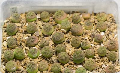 Насіння Pseudolithos cubiformis Х cubiformis-migiurtinus - Зображення 2