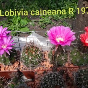 Lobivia caineana R 197. .