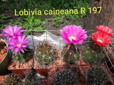 Lobivia caineana R 197. - Зображення 3