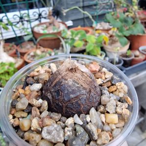 Dioscorea elephantipes