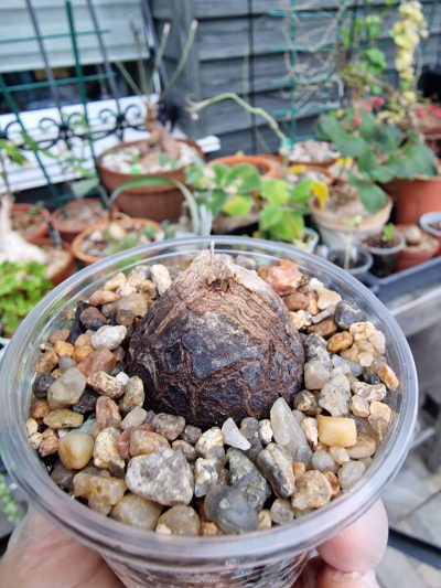 Dioscorea elephantipes