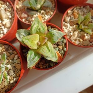 Haworthia Badia Aoimatsuri
