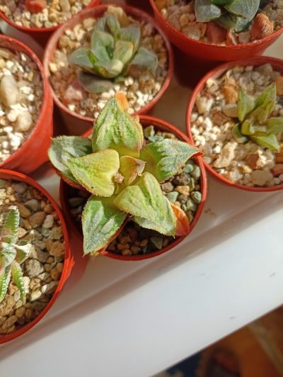 Haworthia Badia Aoimatsuri