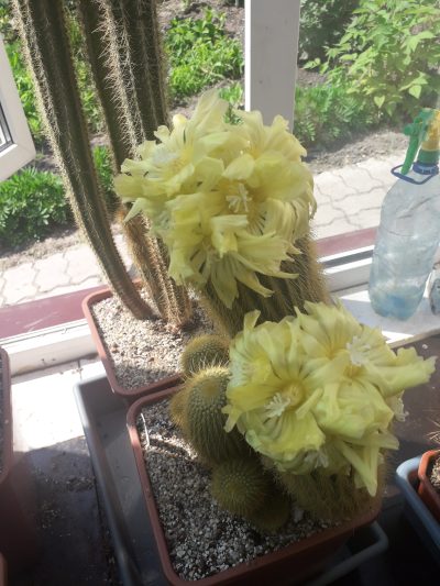 Eriocactus leninghausi - Зображення 2