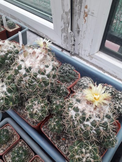 Coryphantha garessii - Зображення 2