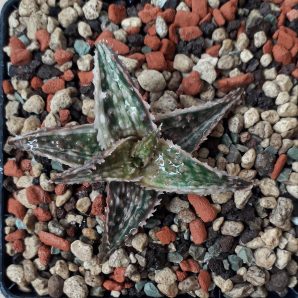 Aloe hybrid variegated