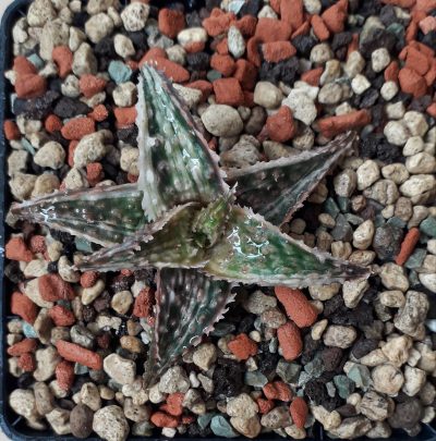 Aloe hybrid variegated