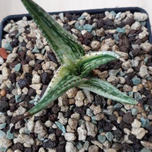 Aloe somaliensis variegated