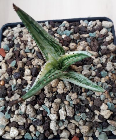 Aloe somaliensis variegated