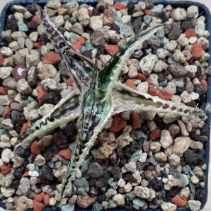 Aloe TCT hybrid variegated
