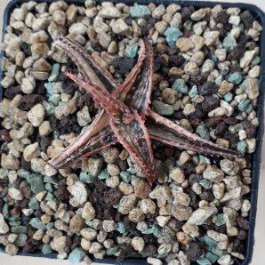 Aloe 'Christmas Carol' variegated