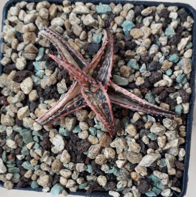 Aloe 'Christmas Carol' variegated