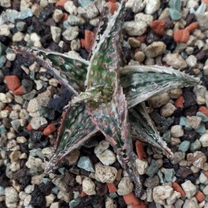 Aloe hybrid variegated