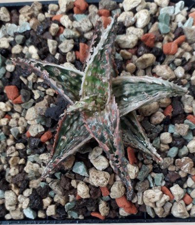 Aloe hybrid variegated
