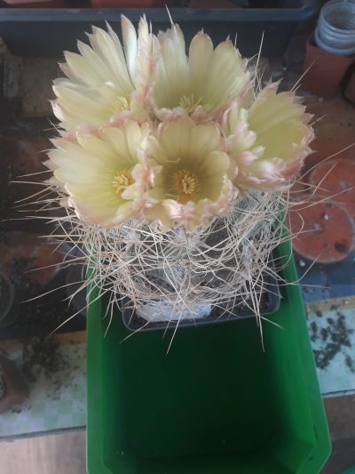 Astrophytum capricorne cv. Crassispinoides - Зображення 2
