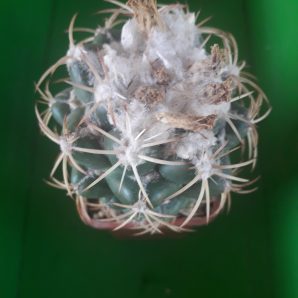 Coryphantha garessii