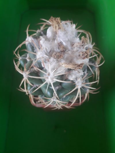 Coryphantha garessii