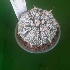 Astrophytum hybrid SK Multi-hybrid