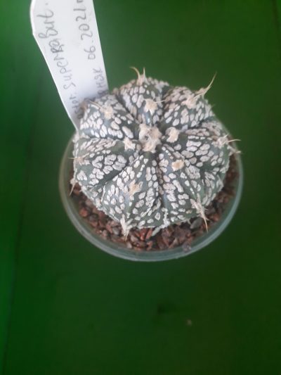 Astrophytum hybrid SK Multi-hybrid