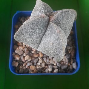 Astrophytum myriostigma var. quadricostatum