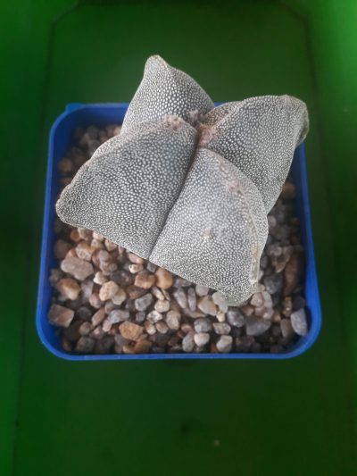 Astrophytum myriostigma var. quadricostatum