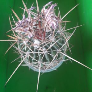 Echinofossulocactus anfractuosus
