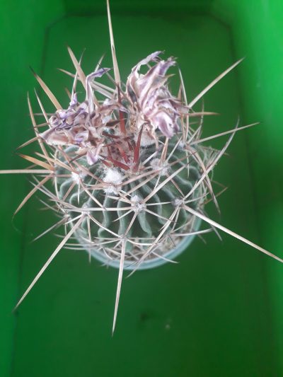 Echinofossulocactus anfractuosus