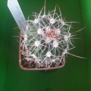 Echinofossulocactus albatus