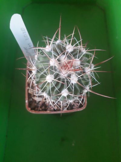 Echinofossulocactus albatus