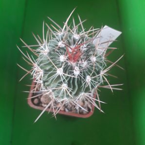 Echinofossulocactus lloydi