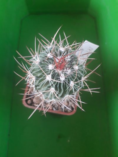 Echinofossulocactus lloydi