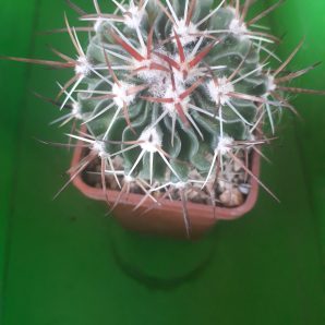 Echinofossulocactus sp.