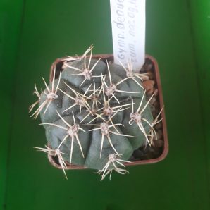 Gymnocalycium denudatum