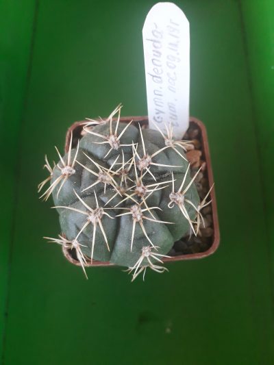 Gymnocalycium denudatum