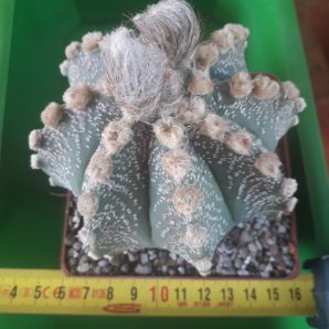 Astrophytum hybrid SEN(AU)-AS