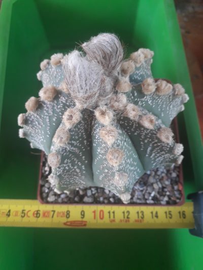 Astrophytum hybrid SEN(AU)-AS